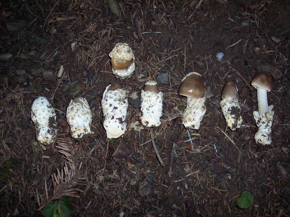 Escursione a Gressoney